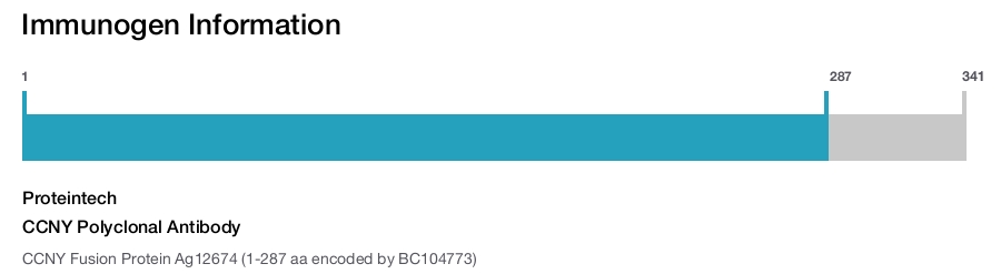 CCNY Polyclonal Antibody