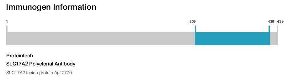 SLC17A2 Polyclonal Antibody