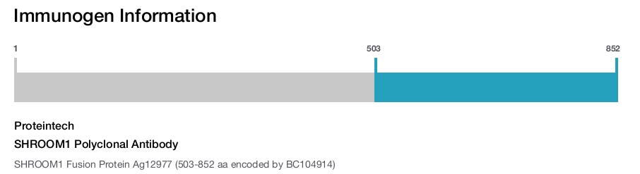 SHROOM1 Polyclonal Antibody