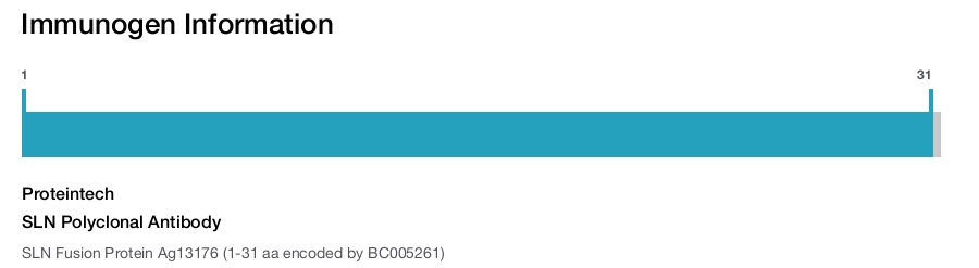 SLN Polyclonal Antibody