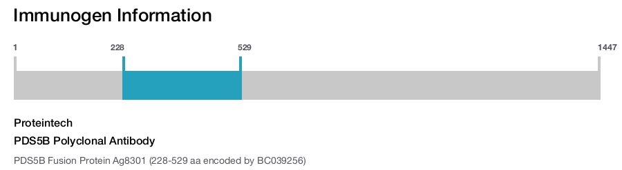 PDS5B Polyclonal Antibody