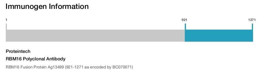 RBM16 Polyclonal Antibody