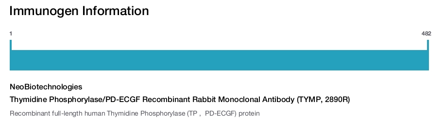 Thymidine Phosphorylase/PD-ECGF Recombinant Rabbit Monoclonal Antibody (TYMP, 2890R)