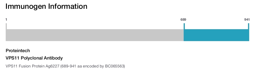 VPS11 Polyclonal Antibody