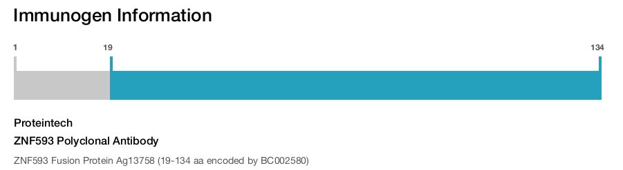ZNF593 Polyclonal Antibody
