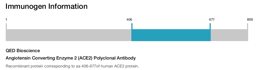 Angiotensin Converting Enzyme 2 (ACE2) Polyclonal Antibody