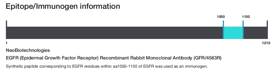 EGFR (Epidermal Growth Factor Receptor) Recombinant Rabbit Monoclonal Antibody (GFR/4563R)