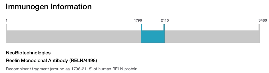 Reelin Monoclonal Antibody (RELN/4498)