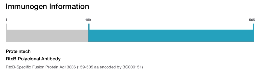 RtcB Polyclonal Antibody