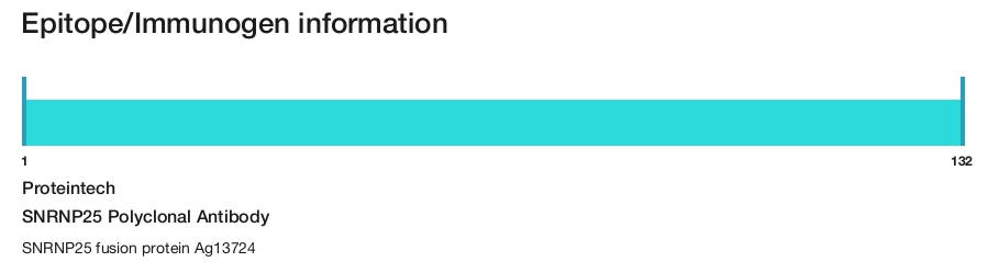SNRNP25 Polyclonal Antibody
