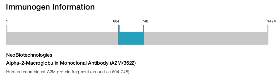 Alpha-2-Macroglobulin Monoclonal Antibody (A2M/3622)