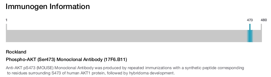 Phospho-AKT (Ser473) Monoclonal Antibody (17F6.B11)