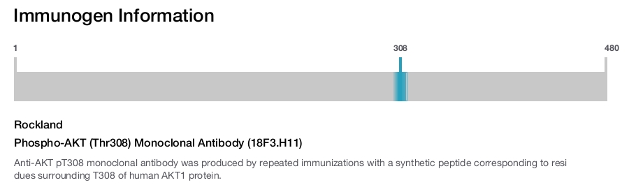 Phospho-AKT (Thr308) Monoclonal Antibody (18F3.H11)