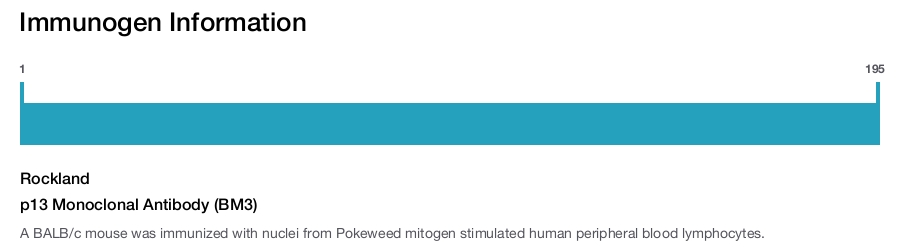 p13 Monoclonal Antibody (BM3)