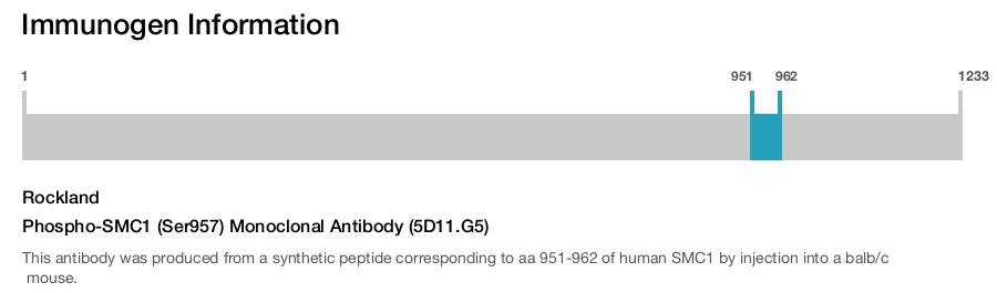 Phospho-SMC1 (Ser957) Monoclonal Antibody (5D11.G5)