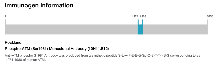 Phospho-ATM (Ser1981) Monoclonal Antibody (10H11.E12)