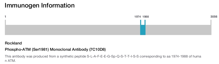 Phospho-ATM (Ser1981) Monoclonal Antibody (7C10D8)