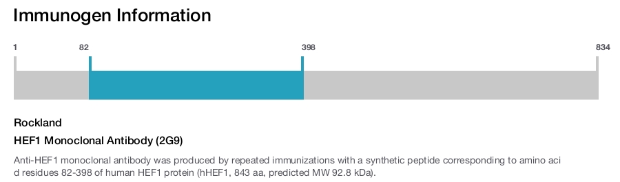 HEF1 Monoclonal Antibody (2G9)