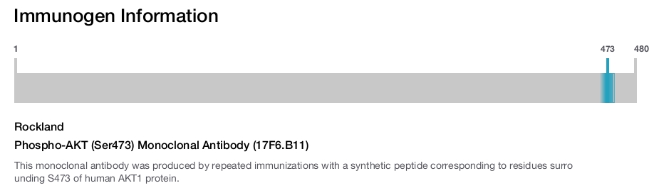Phospho-AKT (Ser473) Monoclonal Antibody (17F6.B11)