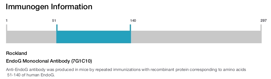 EndoG Monoclonal Antibody (7G1C10)