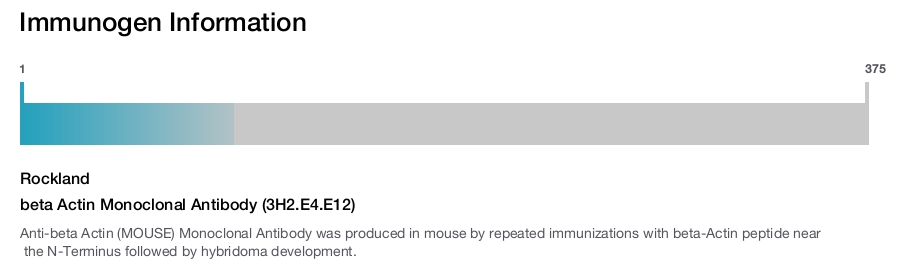 beta Actin Monoclonal Antibody (3H2.E4.E12)