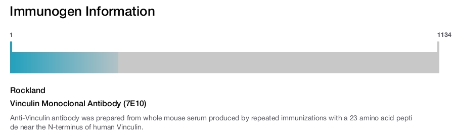 Vinculin Monoclonal Antibody (7E10)