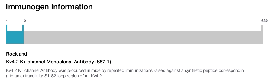 Kv4.2 K+ channel Monoclonal Antibody (S57-1)