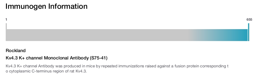 Kv4.3 K+ channel Monoclonal Antibody (S75-41)