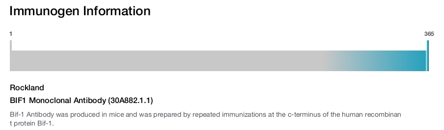 BIF1 Monoclonal Antibody (30A882.1.1)