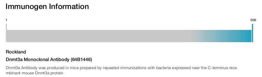 Dnmt3a Monoclonal Antibody (64B1446)