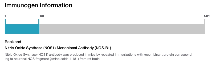 Nitric Oxide Synthase (NOS1) Monoclonal Antibody (NOS-B1)