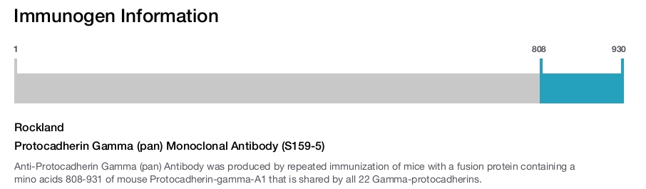 Protocadherin Gamma (pan) Monoclonal Antibody (S159-5)