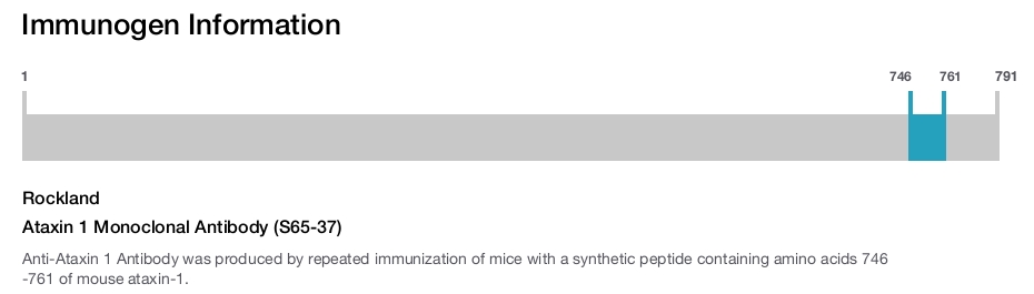 Ataxin 1 Monoclonal Antibody (S65-37)