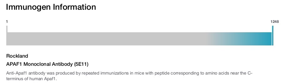 APAF1 Monoclonal Antibody (5E11)