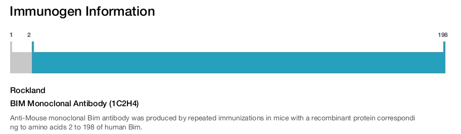 BIM Monoclonal Antibody (1C2H4)