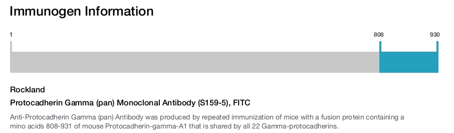 Protocadherin Gamma (pan) Monoclonal Antibody (S159-5), FITC