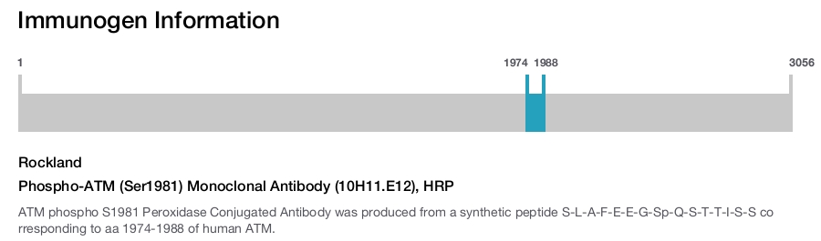 Phospho-ATM (Ser1981) Monoclonal Antibody (10H11.E12), HRP