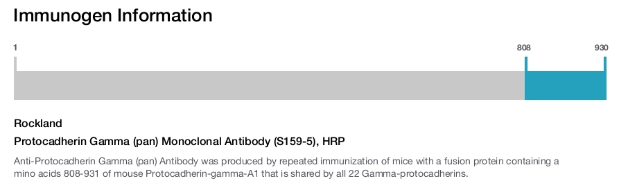 Protocadherin Gamma (pan) Monoclonal Antibody (S159-5), HRP