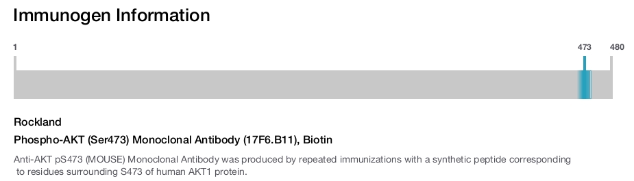 Phospho-AKT (Ser473) Monoclonal Antibody (17F6.B11), Biotin