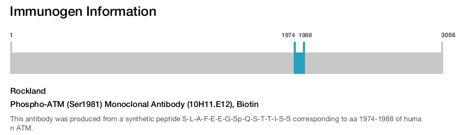 Phospho-ATM (Ser1981) Monoclonal Antibody (10H11.E12), Biotin