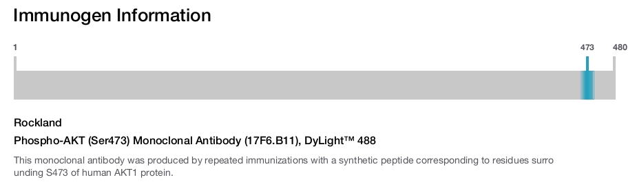 Phospho-AKT (Ser473) Monoclonal Antibody (17F6.B11), DyLight™ 488