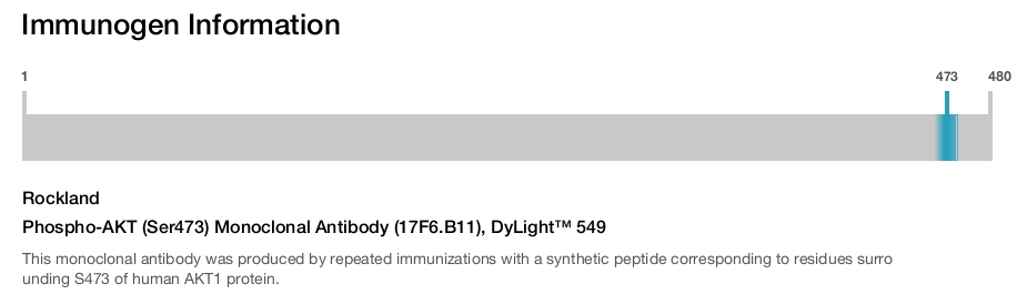 Phospho-AKT (Ser473) Monoclonal Antibody (17F6.B11), DyLight™ 549