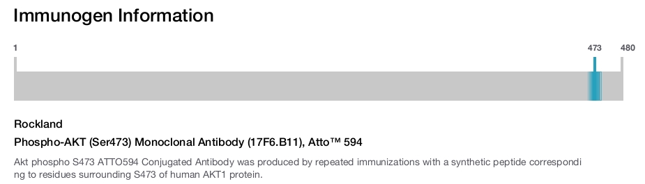 Phospho-AKT (Ser473) Monoclonal Antibody (17F6.B11), Atto™ 594