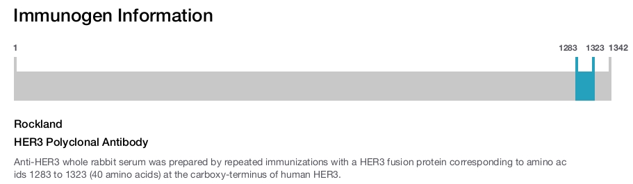 HER3 Polyclonal Antibody