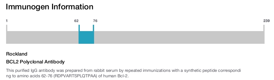 BCL2 Polyclonal Antibody