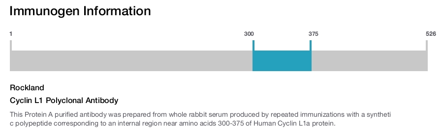 Cyclin L1 Polyclonal Antibody