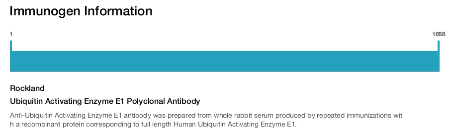 Ubiquitin Activating Enzyme E1 Polyclonal Antibody