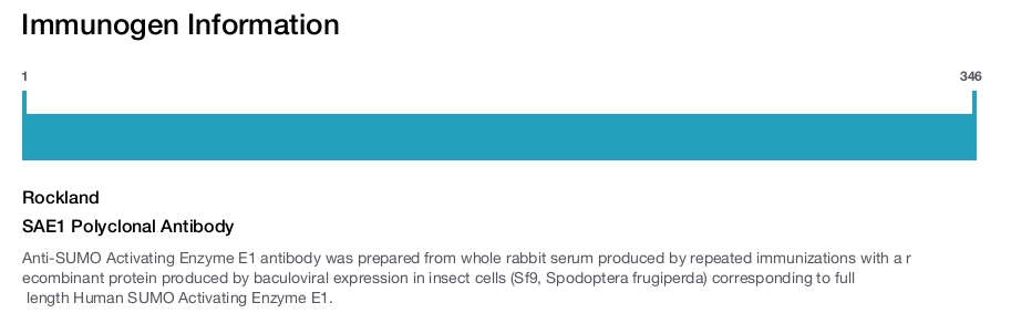 SAE1 Polyclonal Antibody