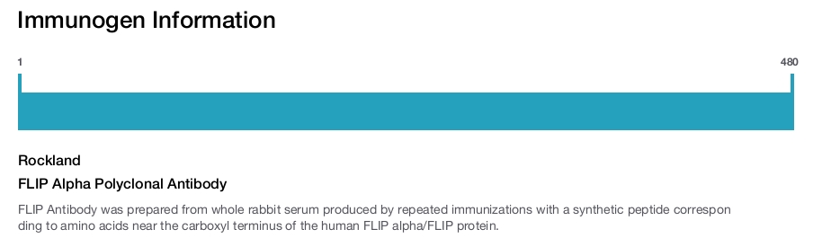 FLIP Alpha Polyclonal Antibody