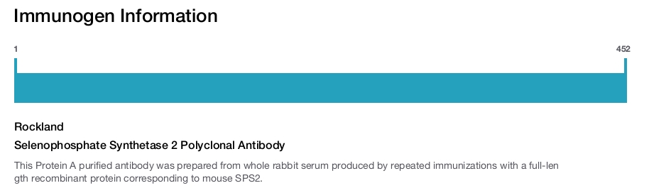 Selenophosphate Synthetase 2 Polyclonal Antibody